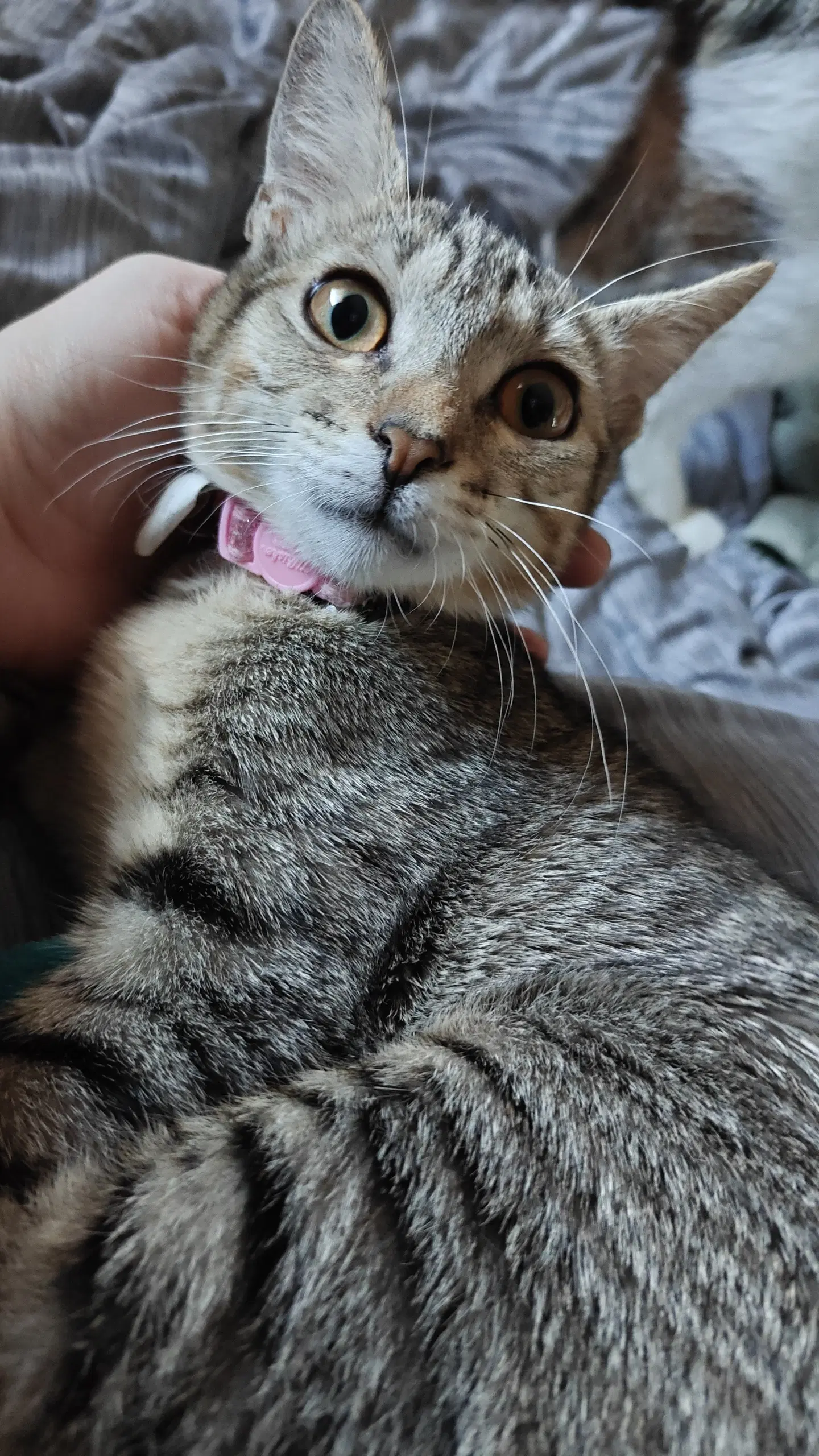 Chex Mix - Domestic Short Hair