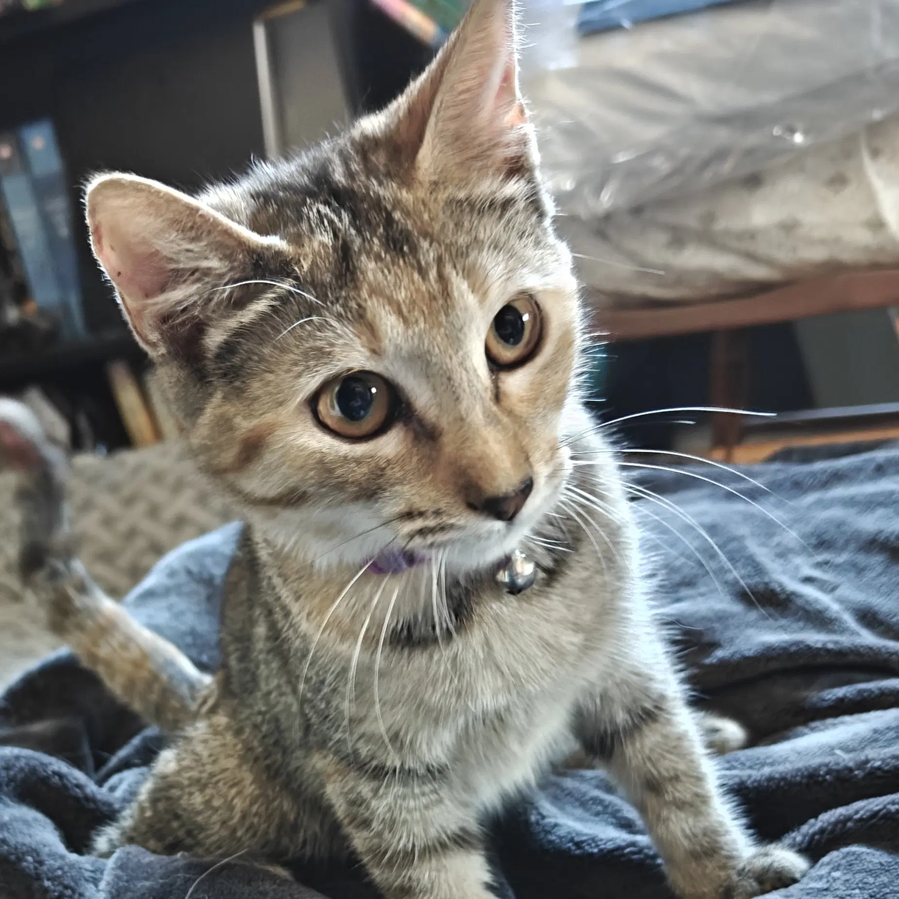 Teddy Graham - Domestic Short Hair