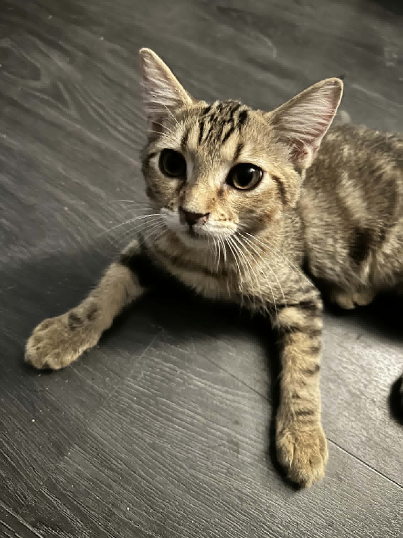 Steven - Domestic Short Hair