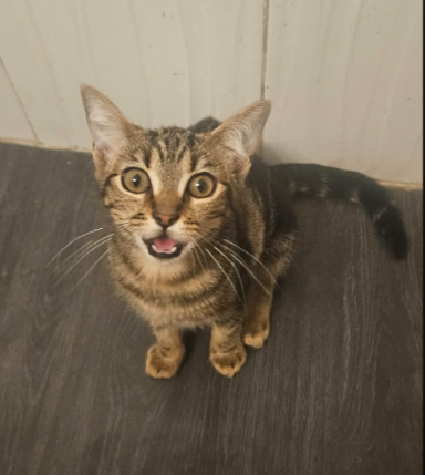 Siren, a cat for adoption from Living The Dream Rescue