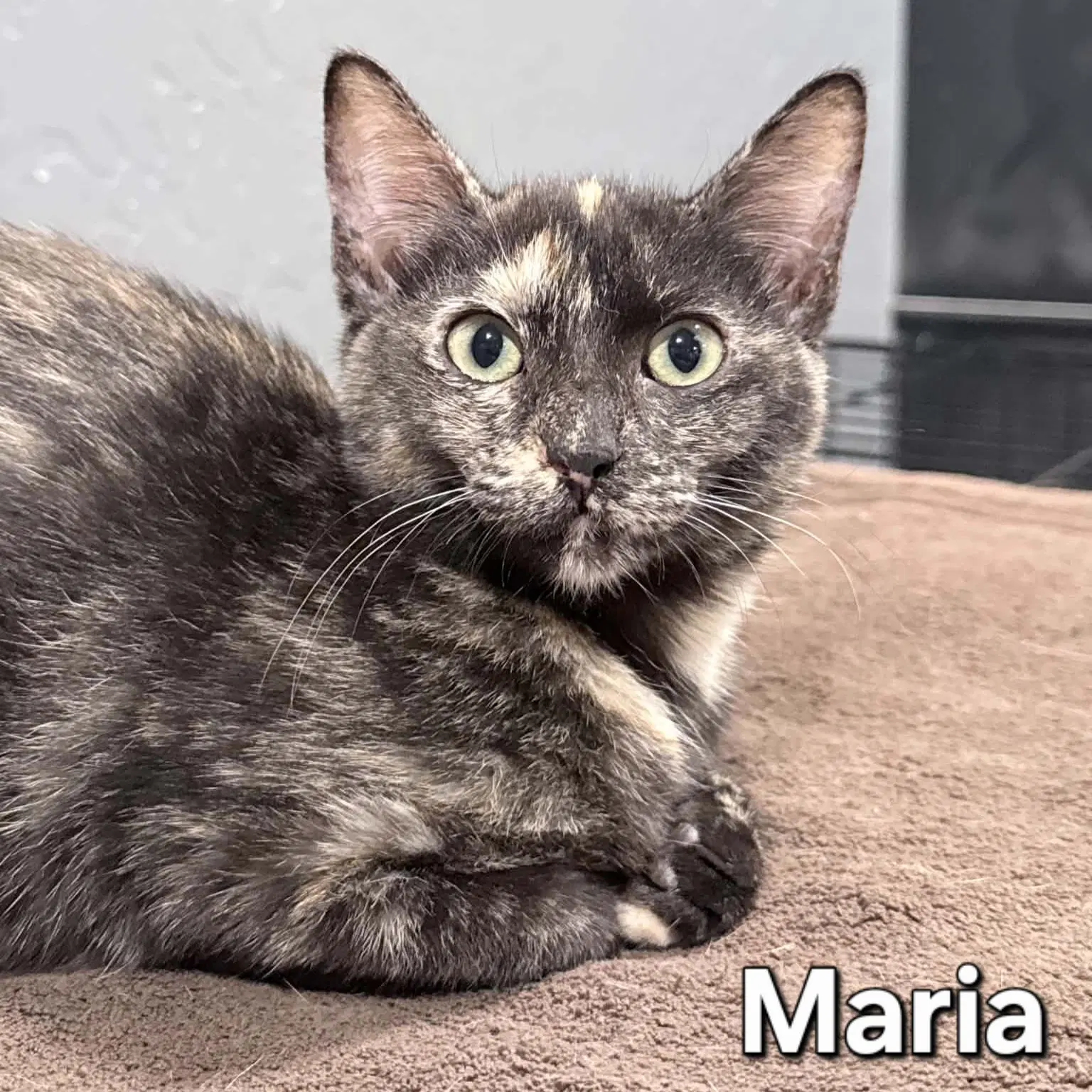 Maria - Domestic Short Hair