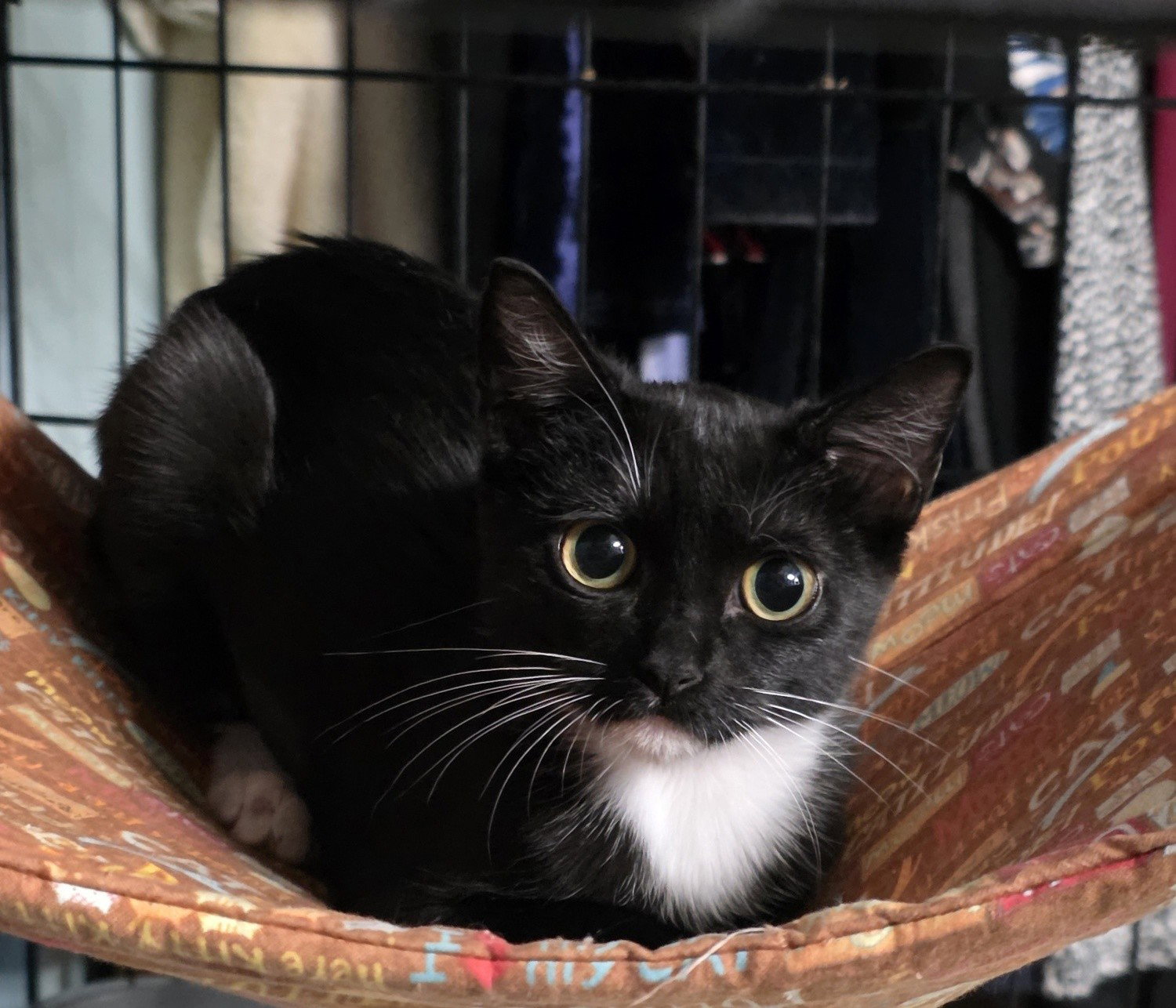 Nebula, Domestic Short Hair