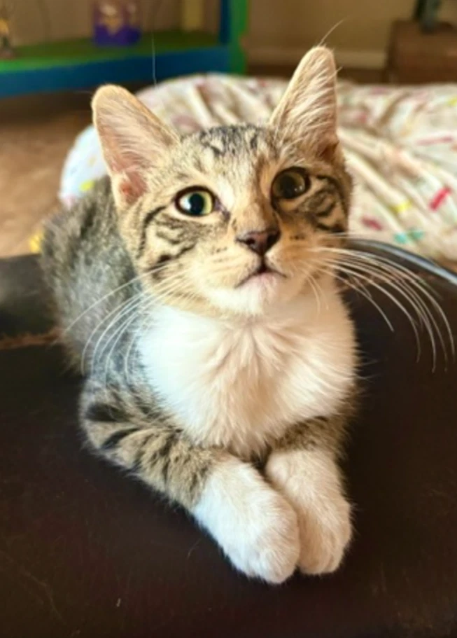 Bootsie