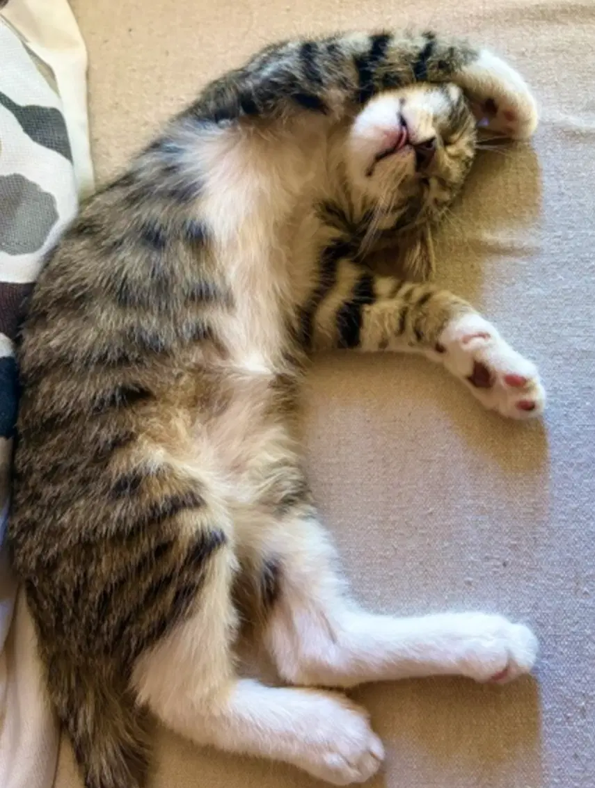 Bootsie image 2