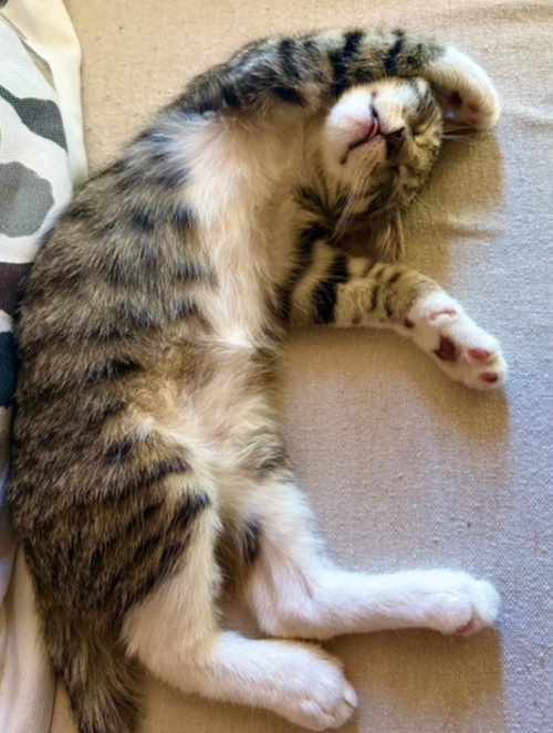 Photo 2 of Bootsie