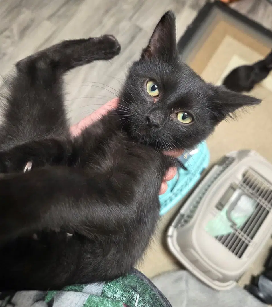 Tina P - Pippi - Domestic Short Hair