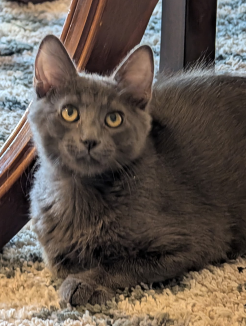 Smokey, photo 2