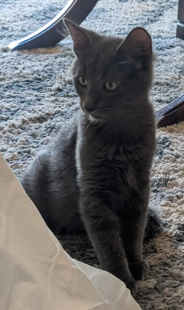 Smokey image 3