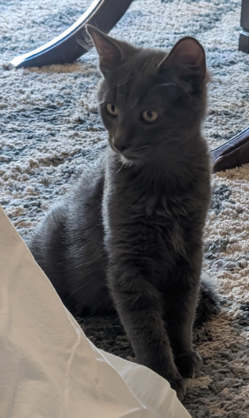 Smokey, photo 3