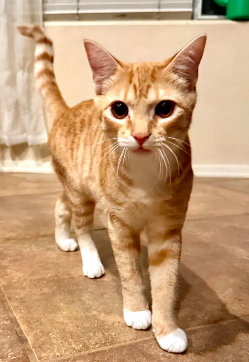 Chef Orange Boy-R-Dee - Domestic Short Hair