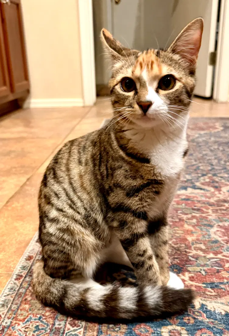 Freya - Domestic Short Hair