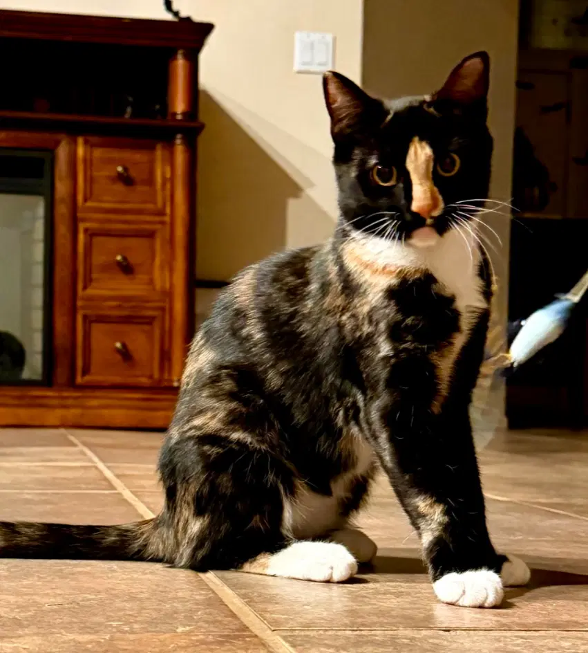 Pixie - Domestic Short Hair