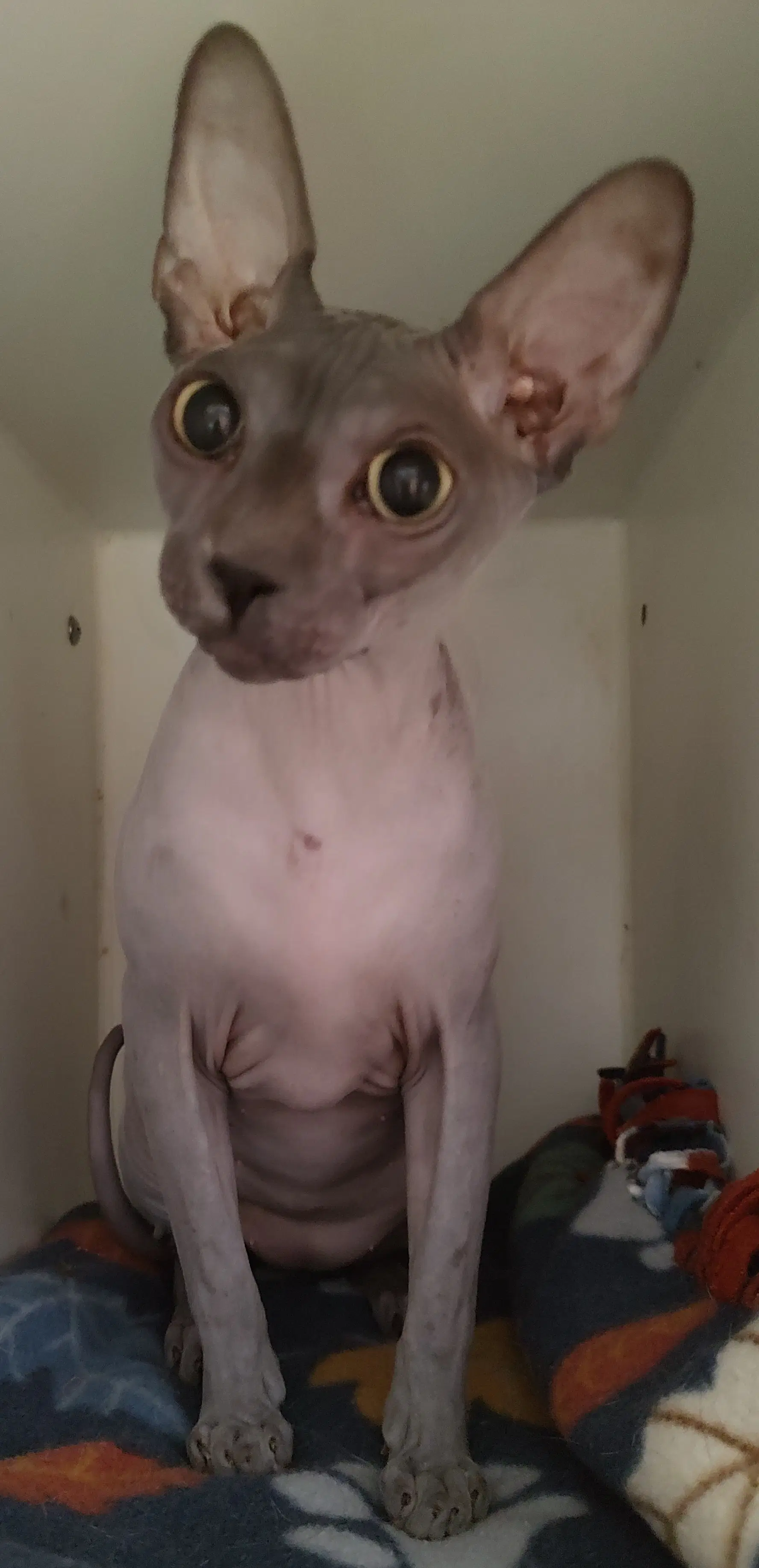 Dante - Sphynx (hairless cat)
