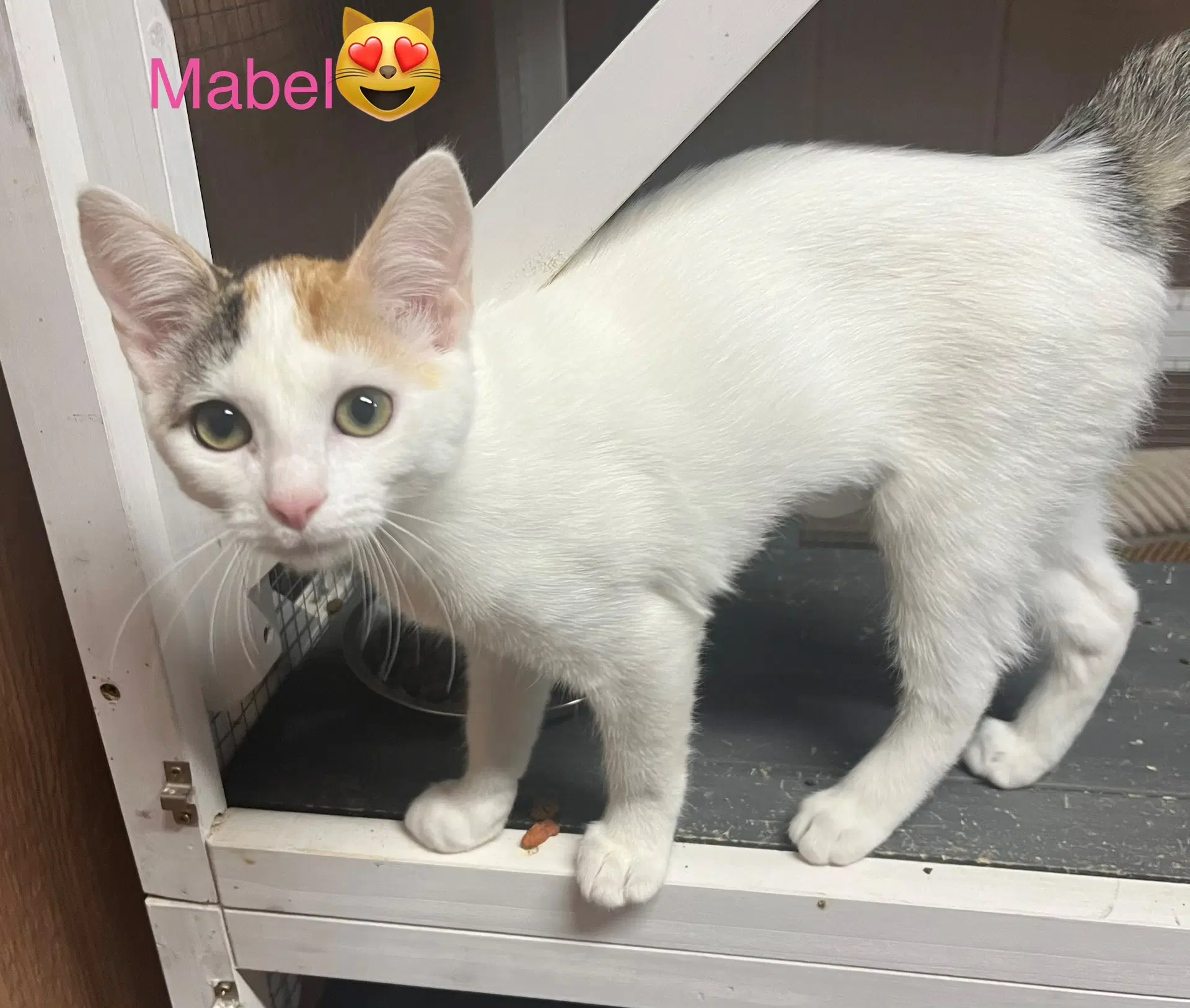 Mabel - Domestic Short Hair
