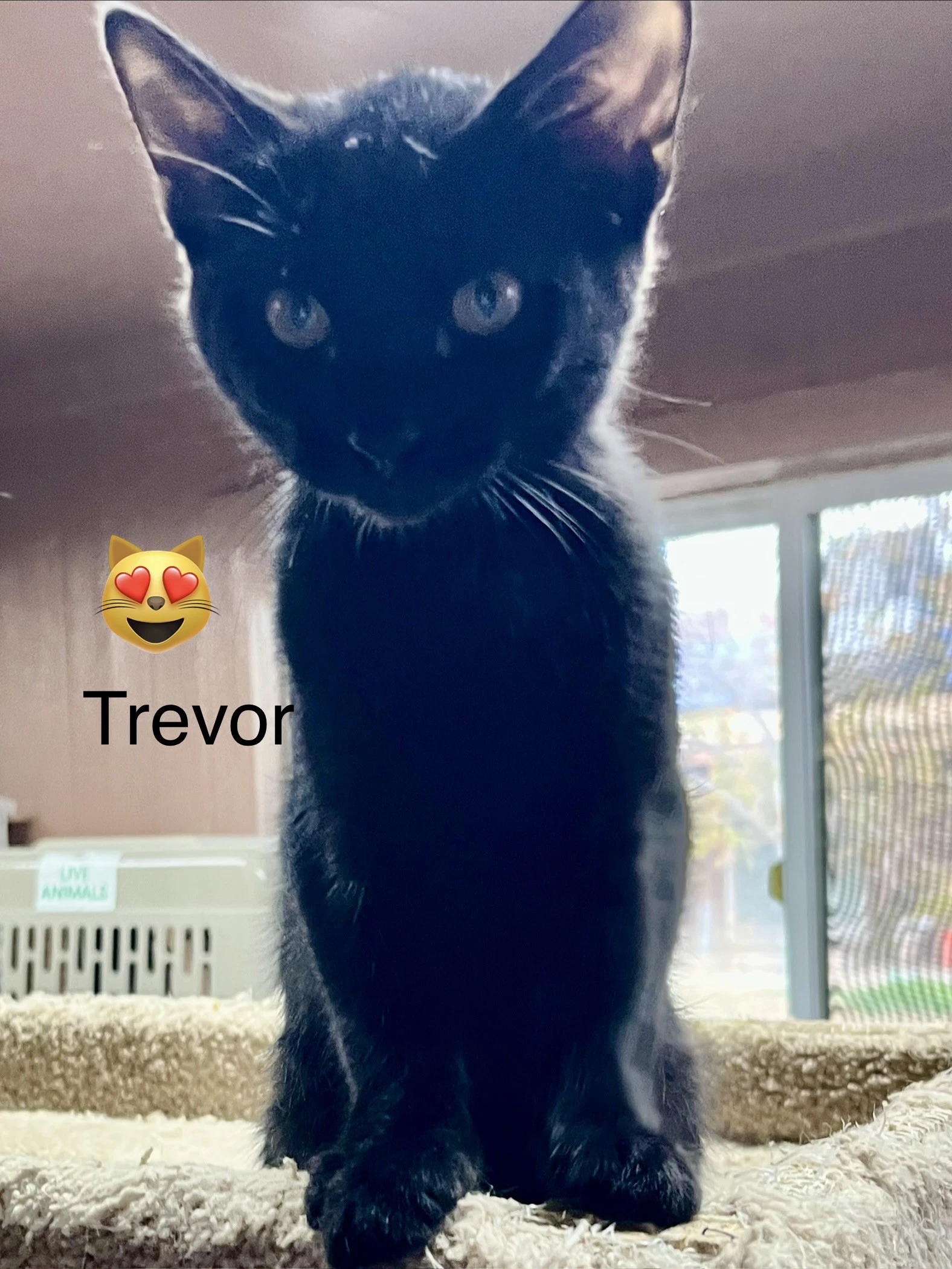 Trevor