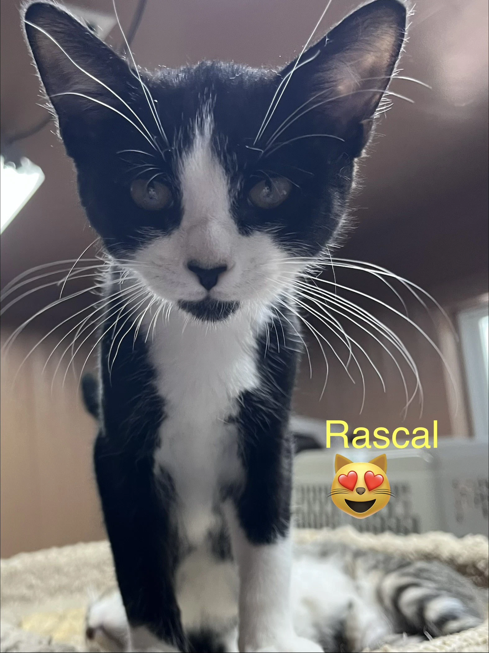 Rascal