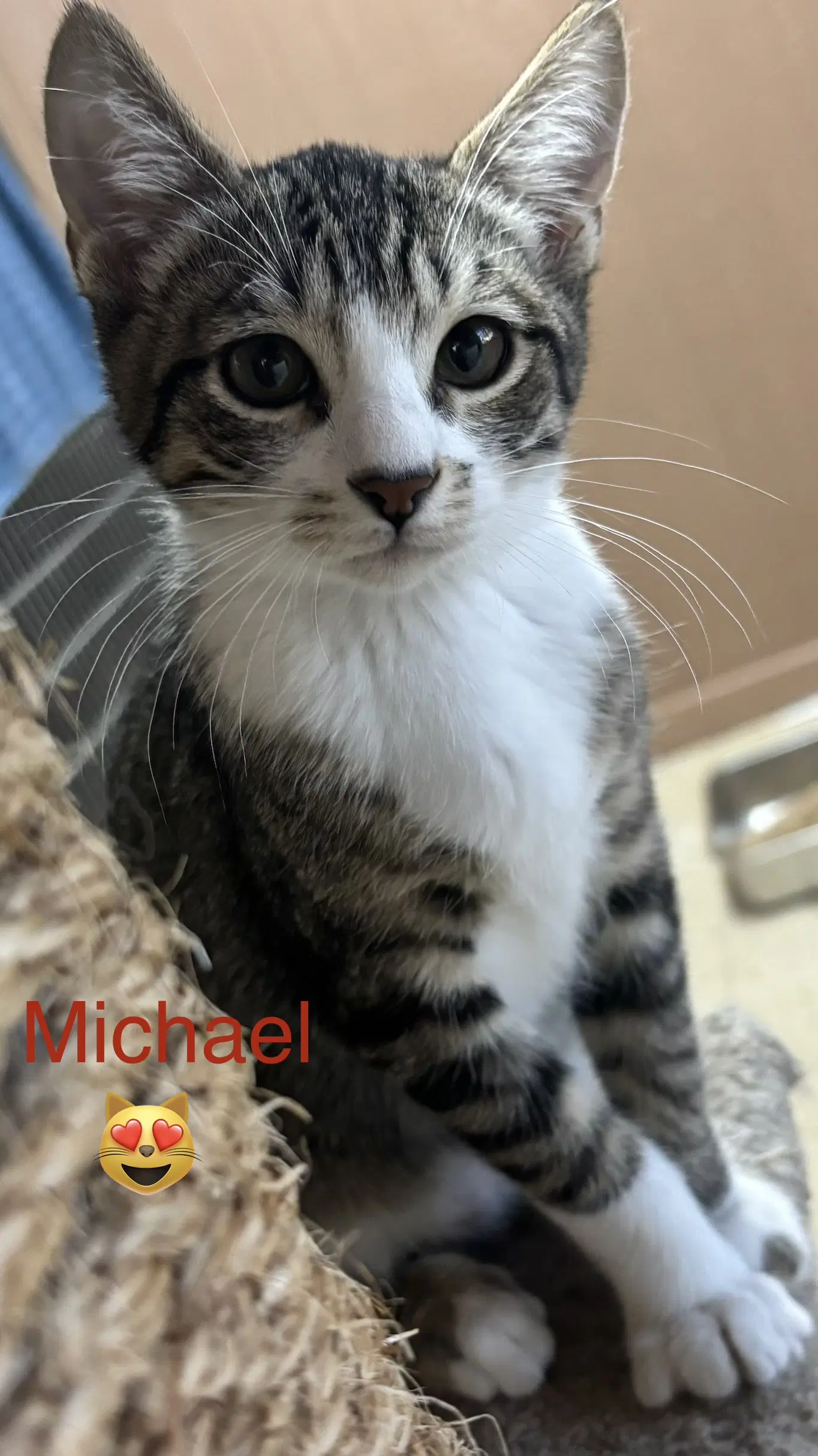 Michael - Domestic Short Hair