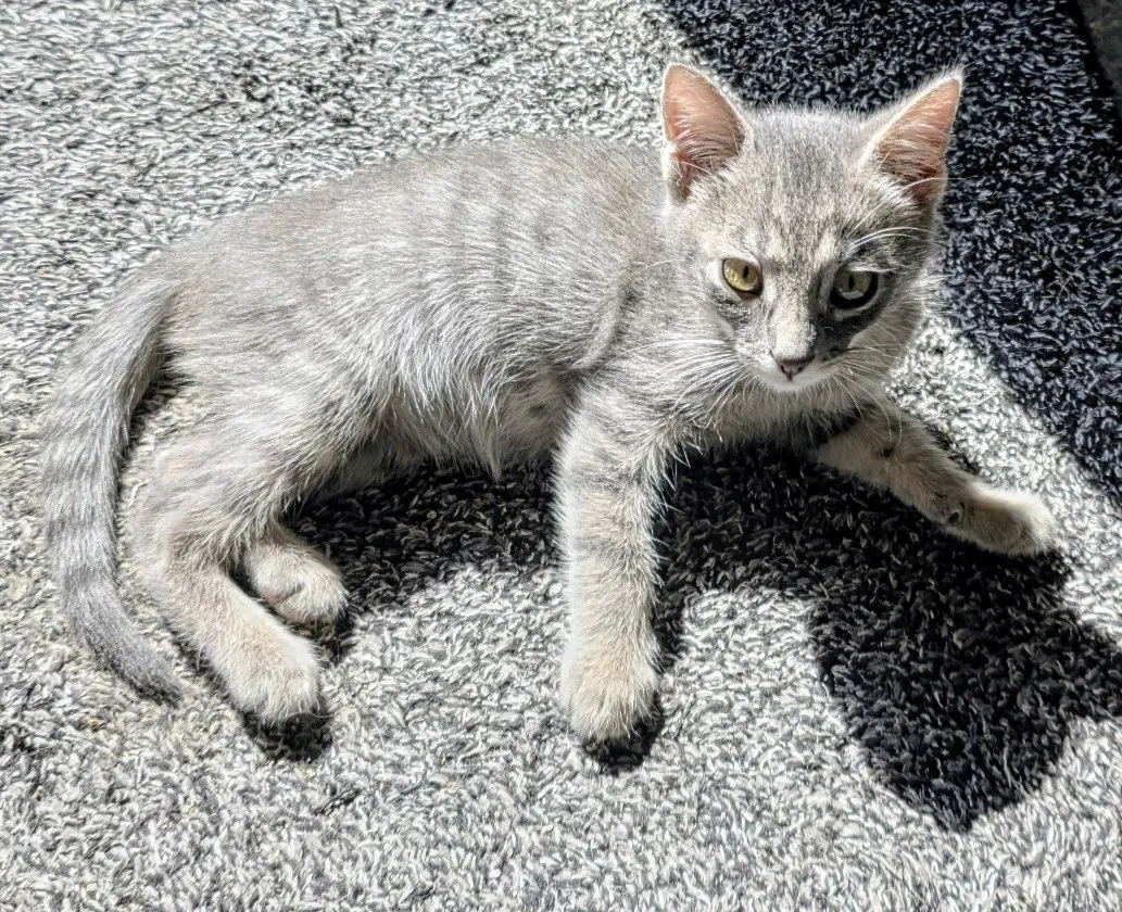 Zig - Domestic Short Hair