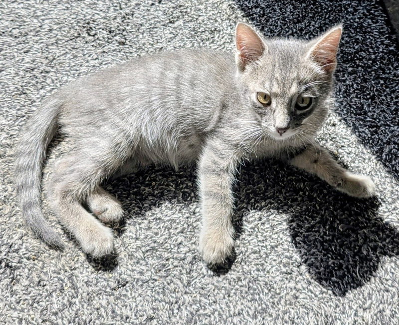 Zig, a young male cat up for adoption