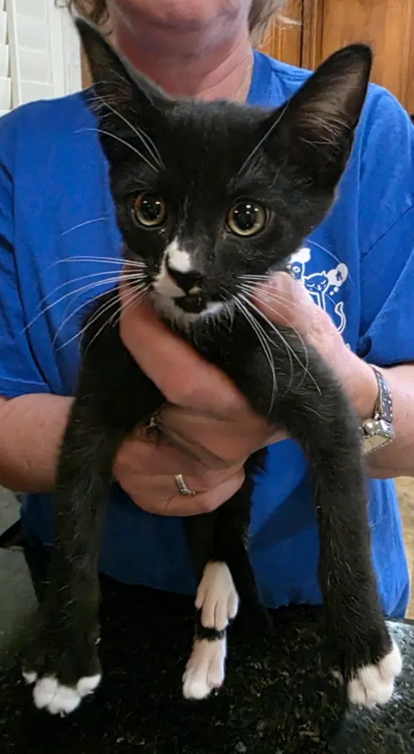 Checkers - Domestic Short Hair