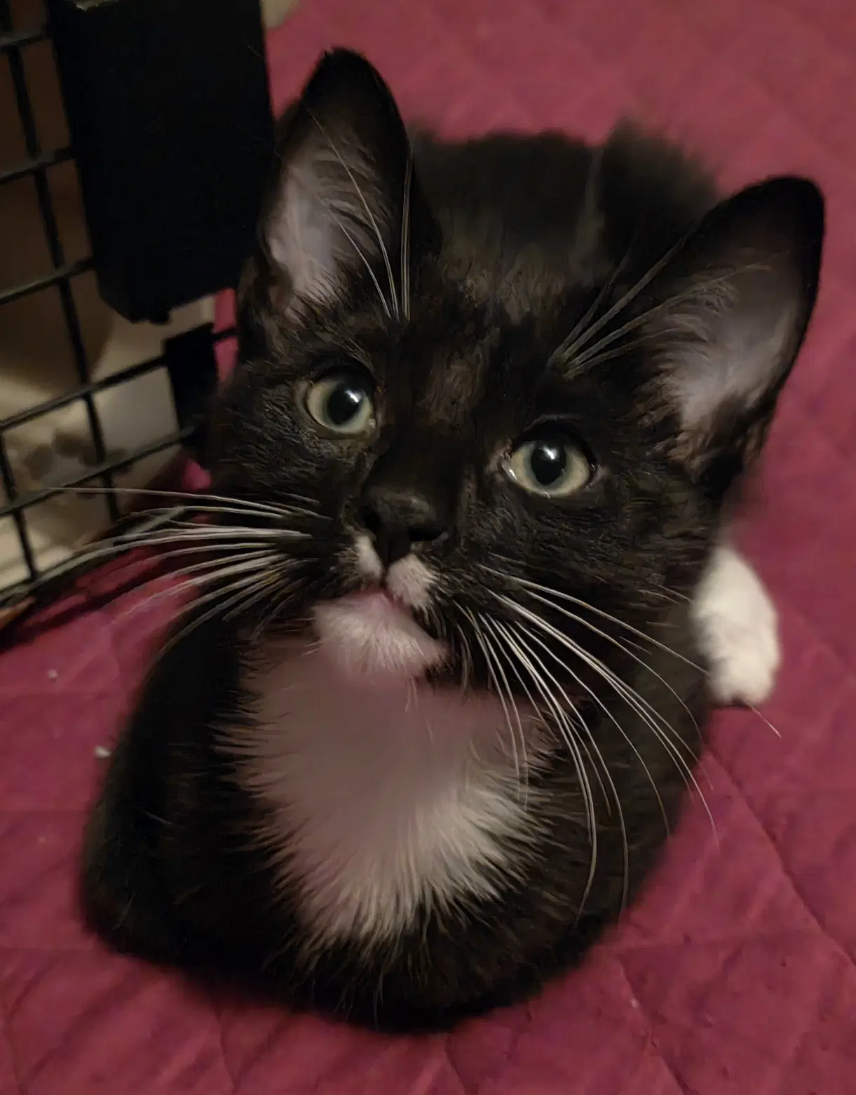 Domino - Domestic Short Hair