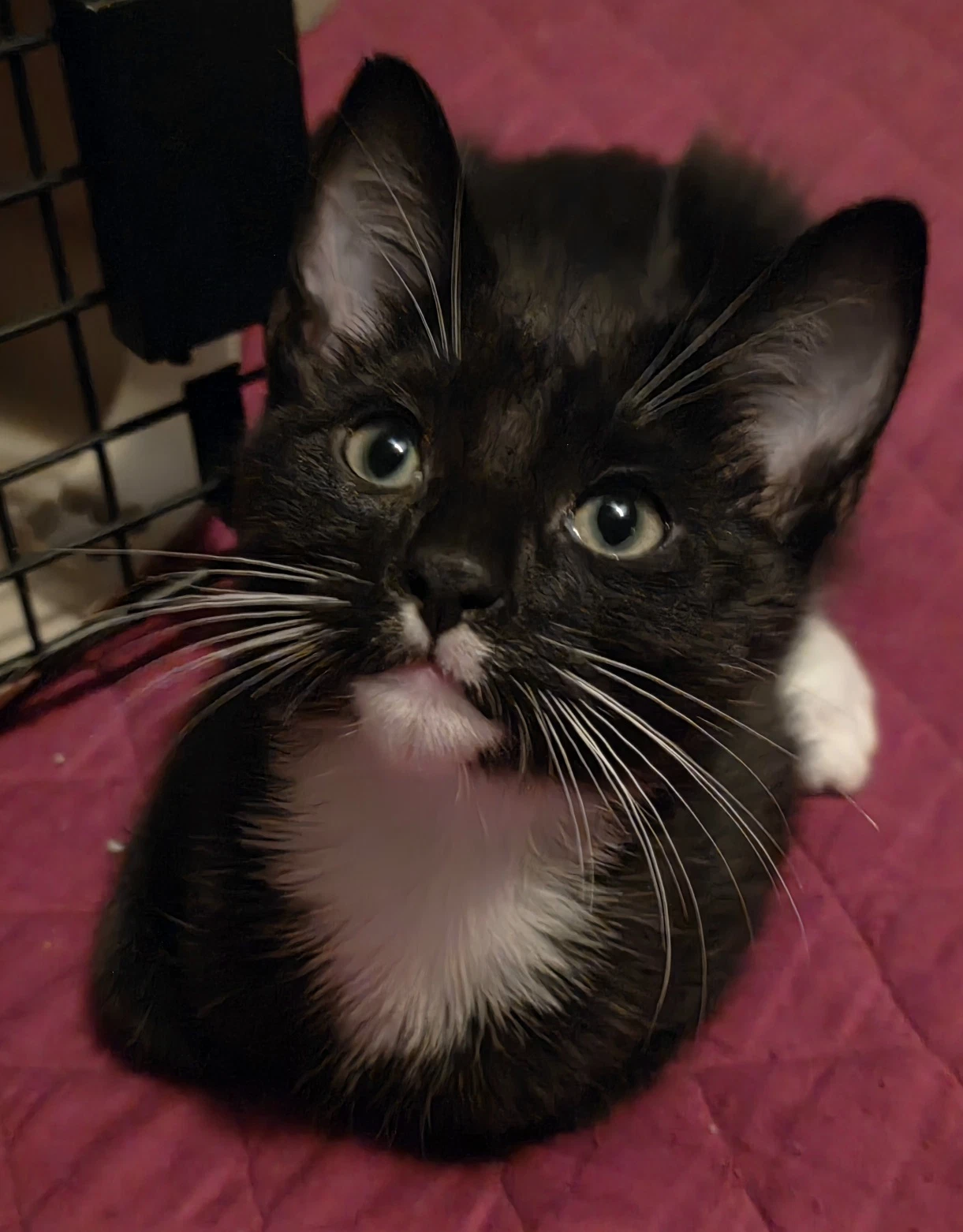 Domino