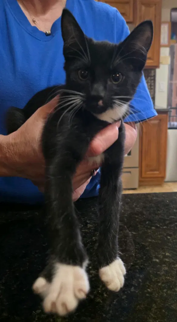 Dot - Domestic Short Hair