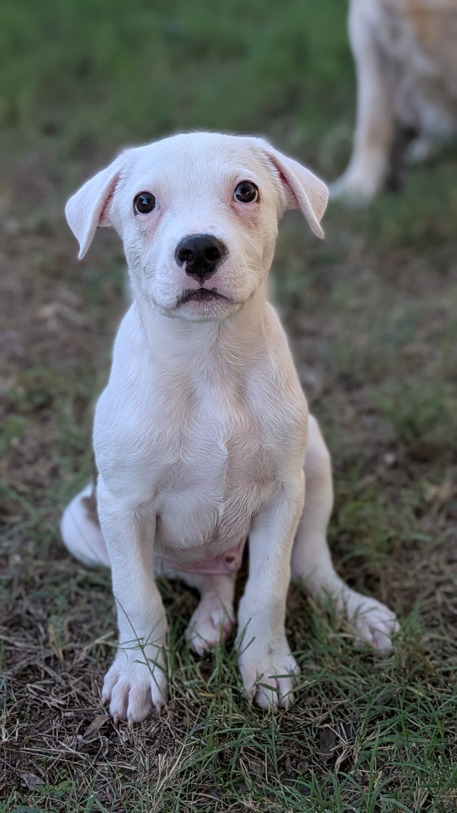 Squishy Dumpling, American Pit Bull Terrier
