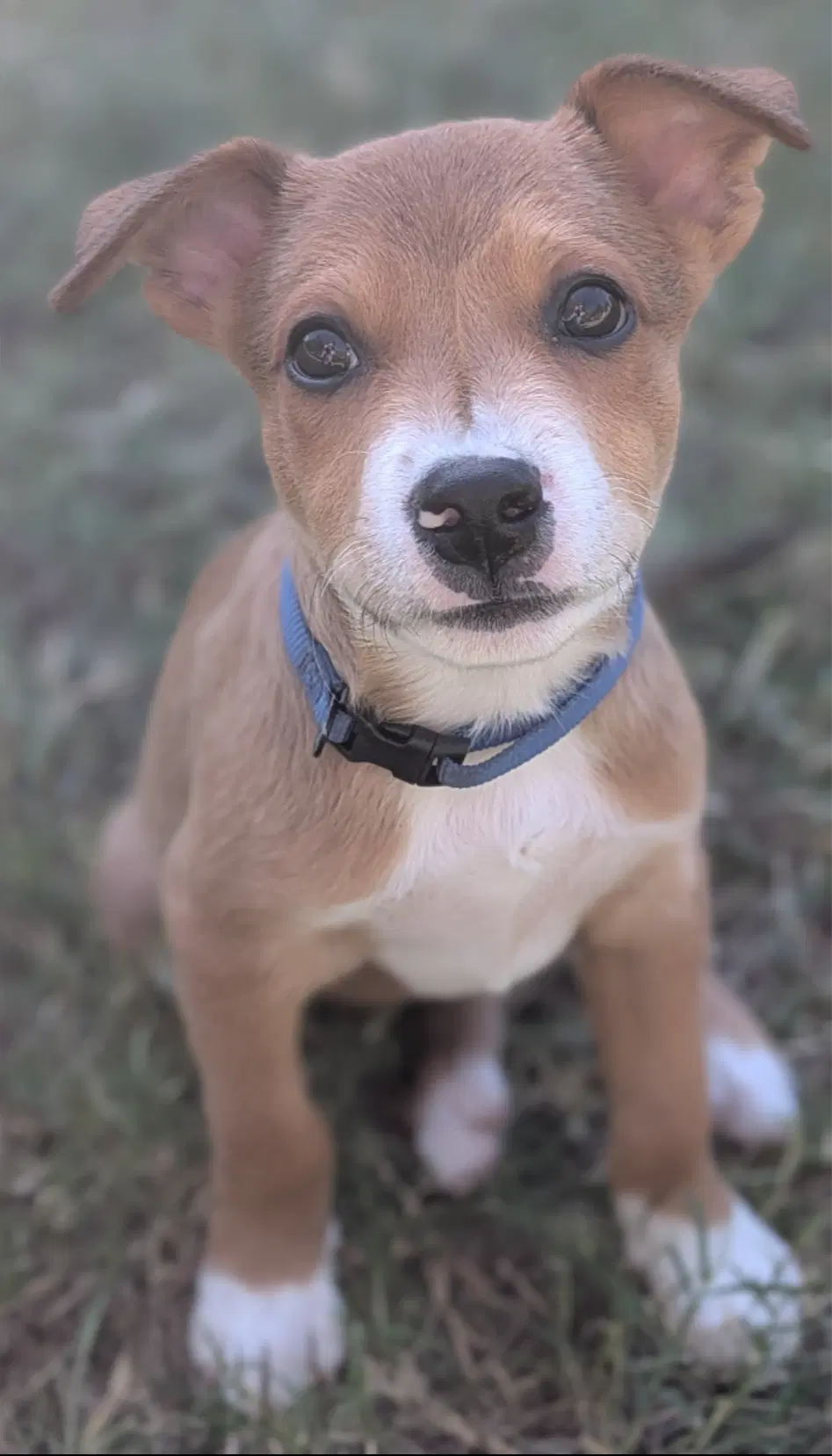 Yoti - American Pit Bull Terrier