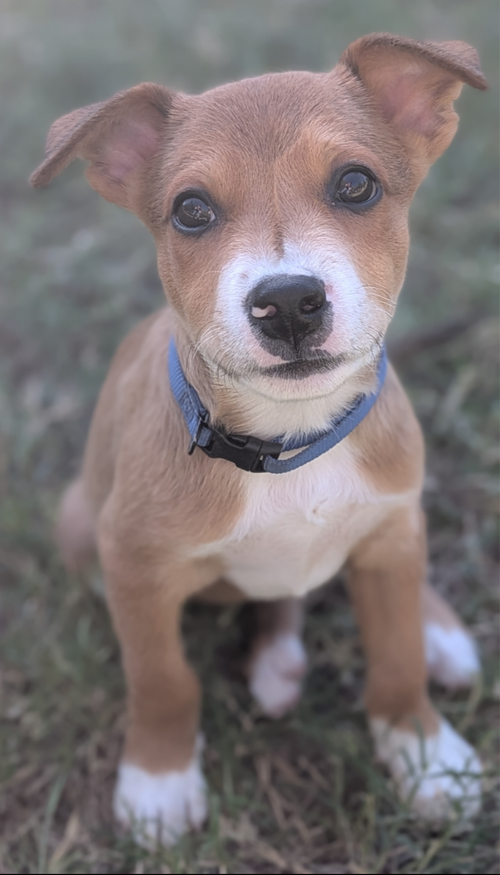 Yoti, American Pit Bull Terrier / Mixed (short coat)