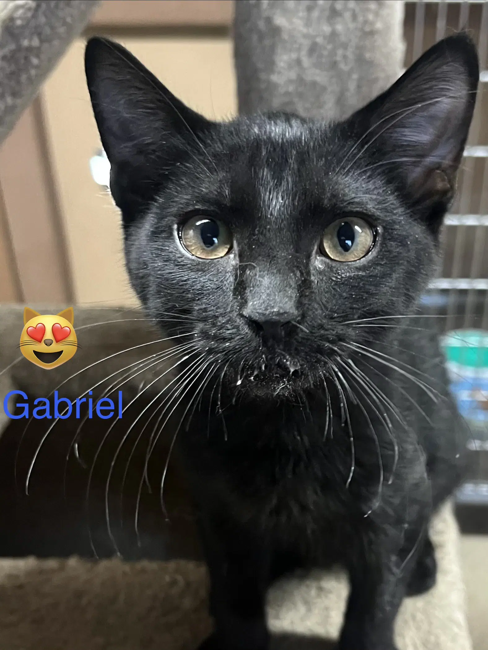 Gabriel - Domestic Short Hair