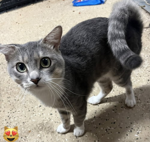 Caesar, a cat for adoption from Living The Dream Rescue