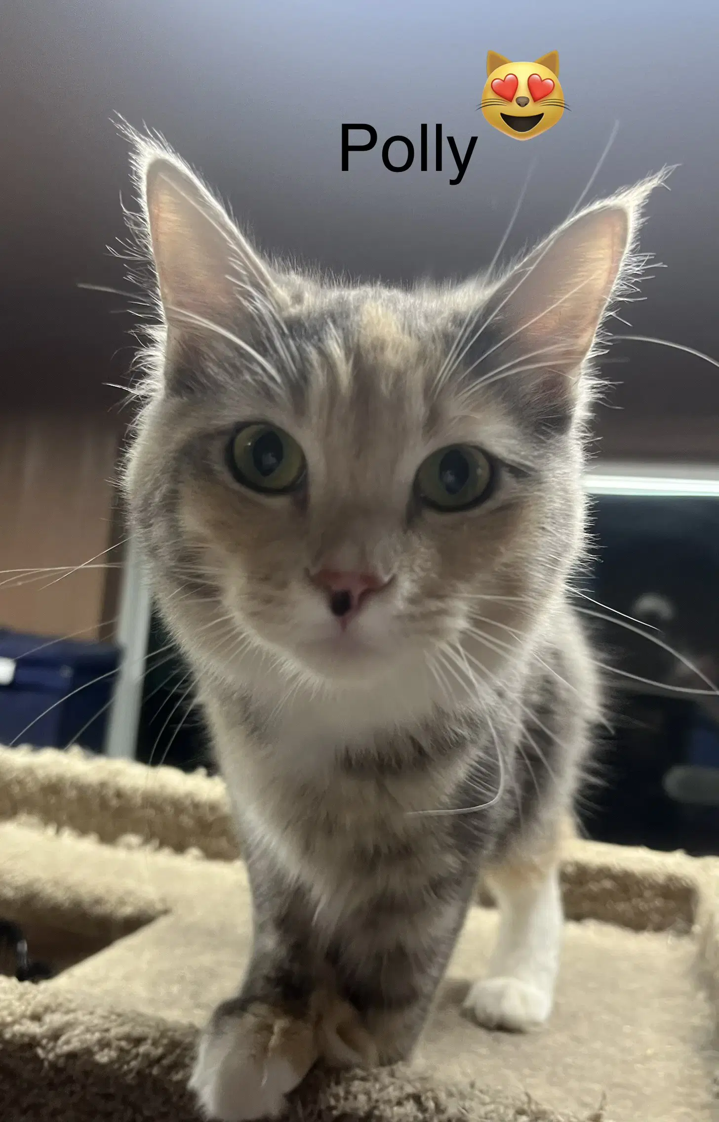Polly Anna - Domestic Medium Hair
