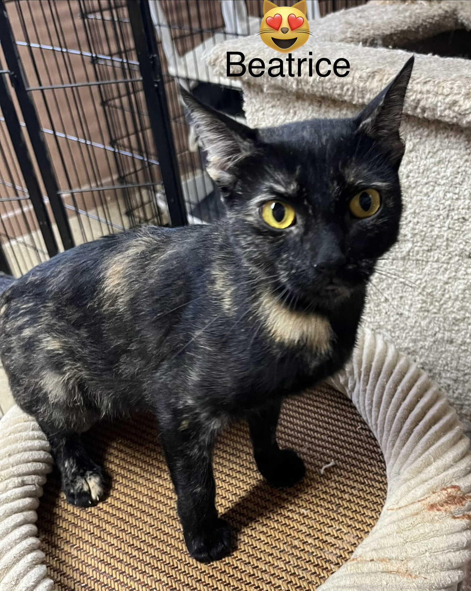 Beatrice