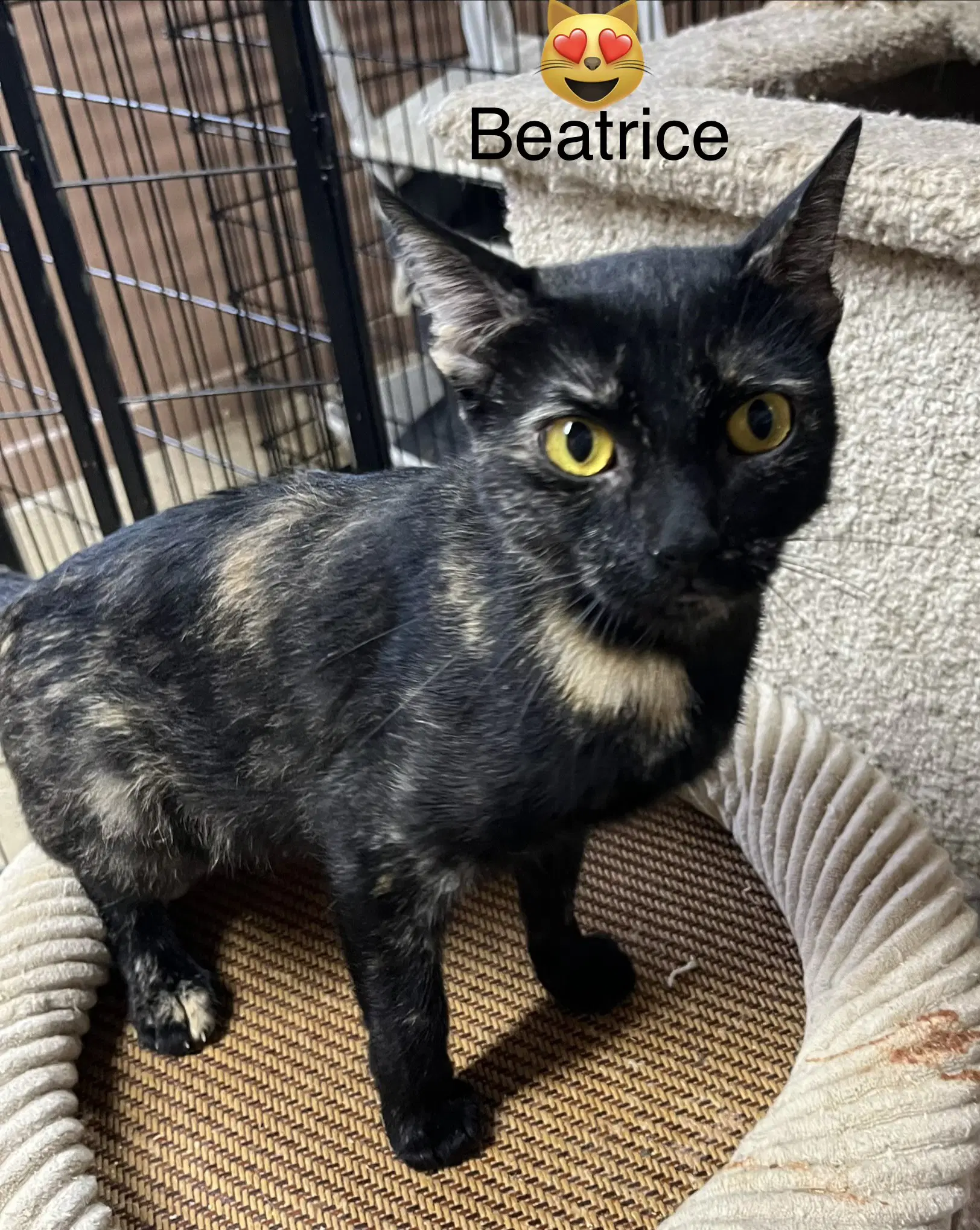 Beatrice - Domestic Short Hair