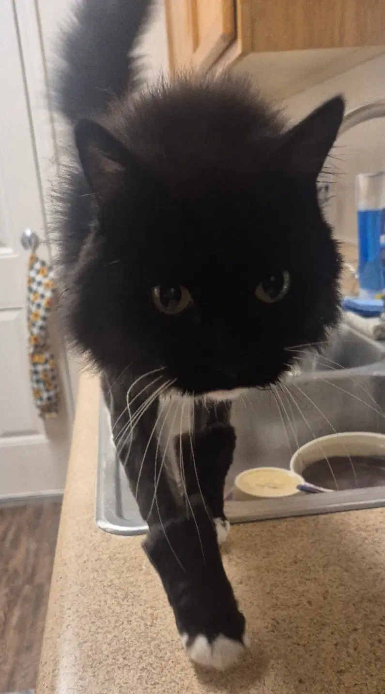 Sylvester Barb - Domestic Long Hair