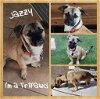 adoptable Dog in , AZ named Jazzy