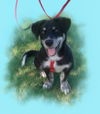 adoptable Dog in , AZ named Highlander