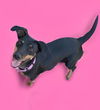 adoptable Dog in  named Reeses