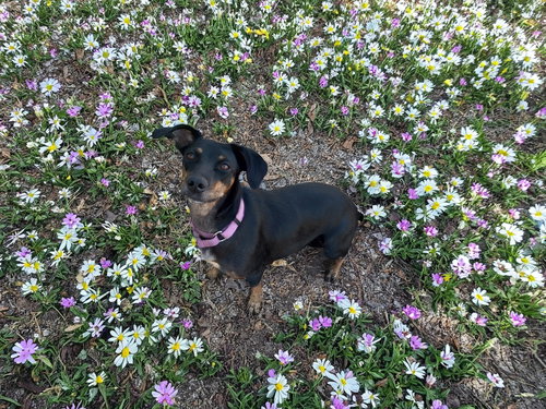 picture of the dog needing adoption