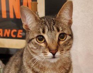adoptable Cat in San Jose, CA named Sapphire