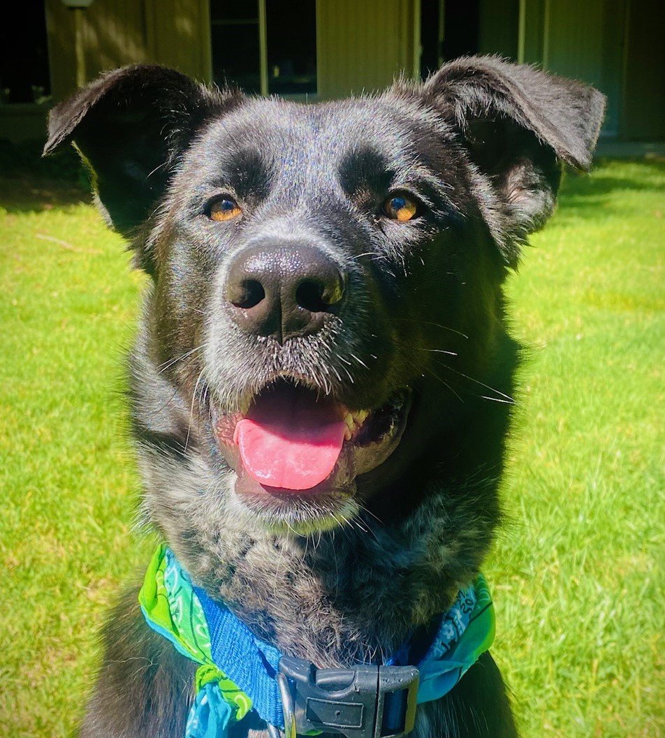 adoptable Dog in San Jose, CA named Kiko