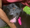 adoptable Dog in San Jose, CA named Nezhonic