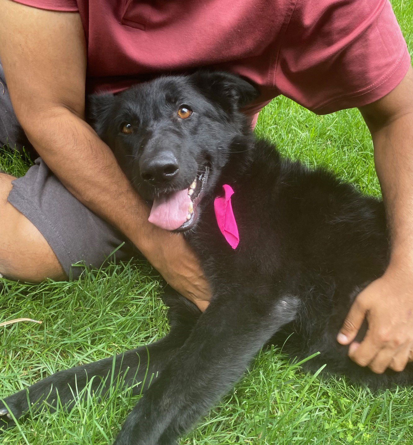 adoptable Dog in San Jose, CA named Nezhonic