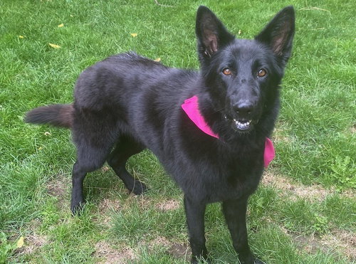 NEZHONIC - Shepherd / German Shepherd Dog available for adoption