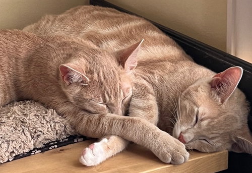 picture of the cat needing adoption