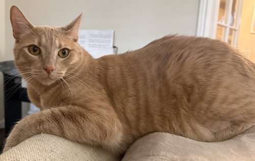 Immanuel, Young Domestic Short Hair / Tabby / Mixed (short coat), cat for adoption in Cupertino, California