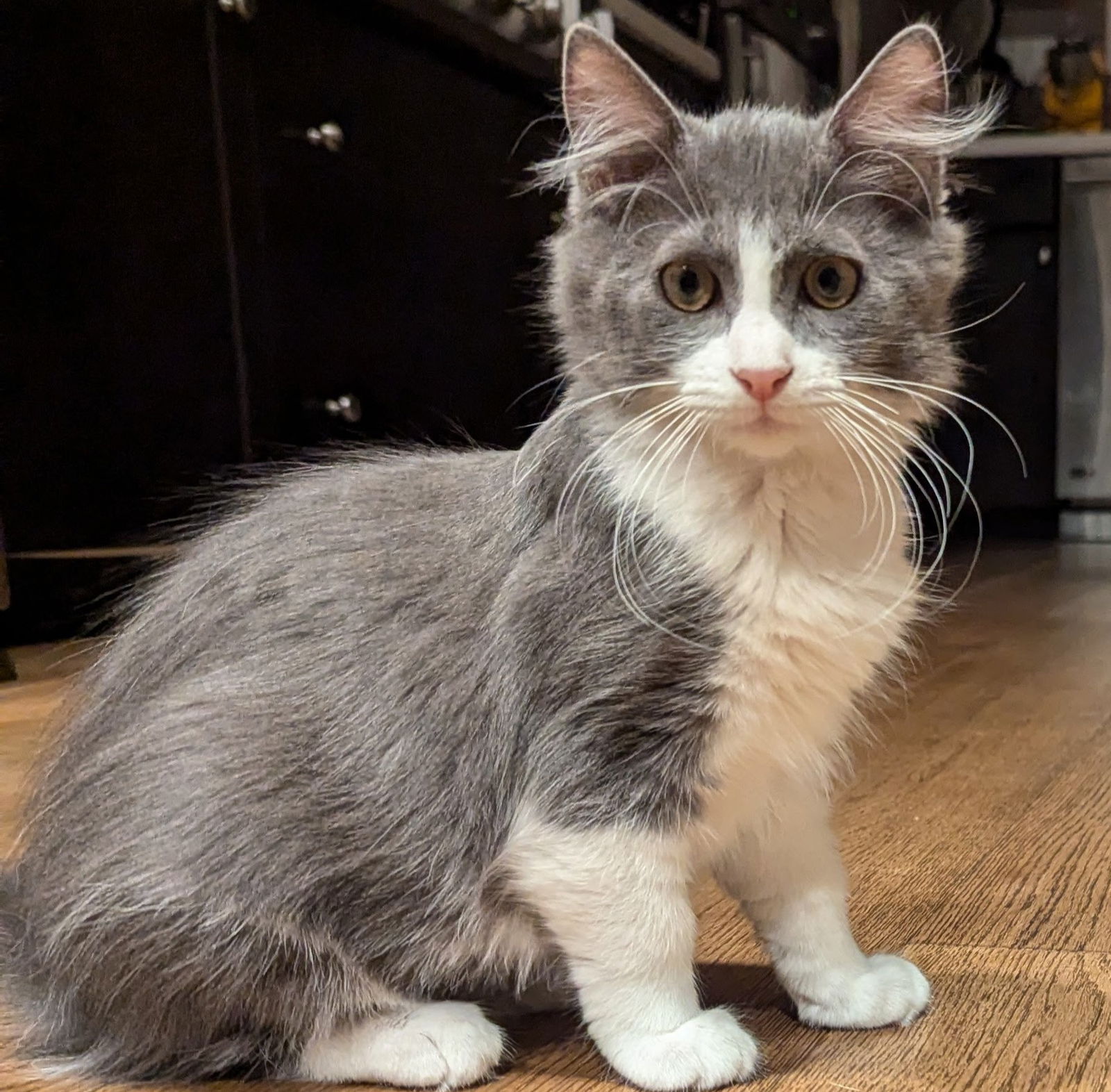 adoptable Cat in San Jose, CA named Penelope