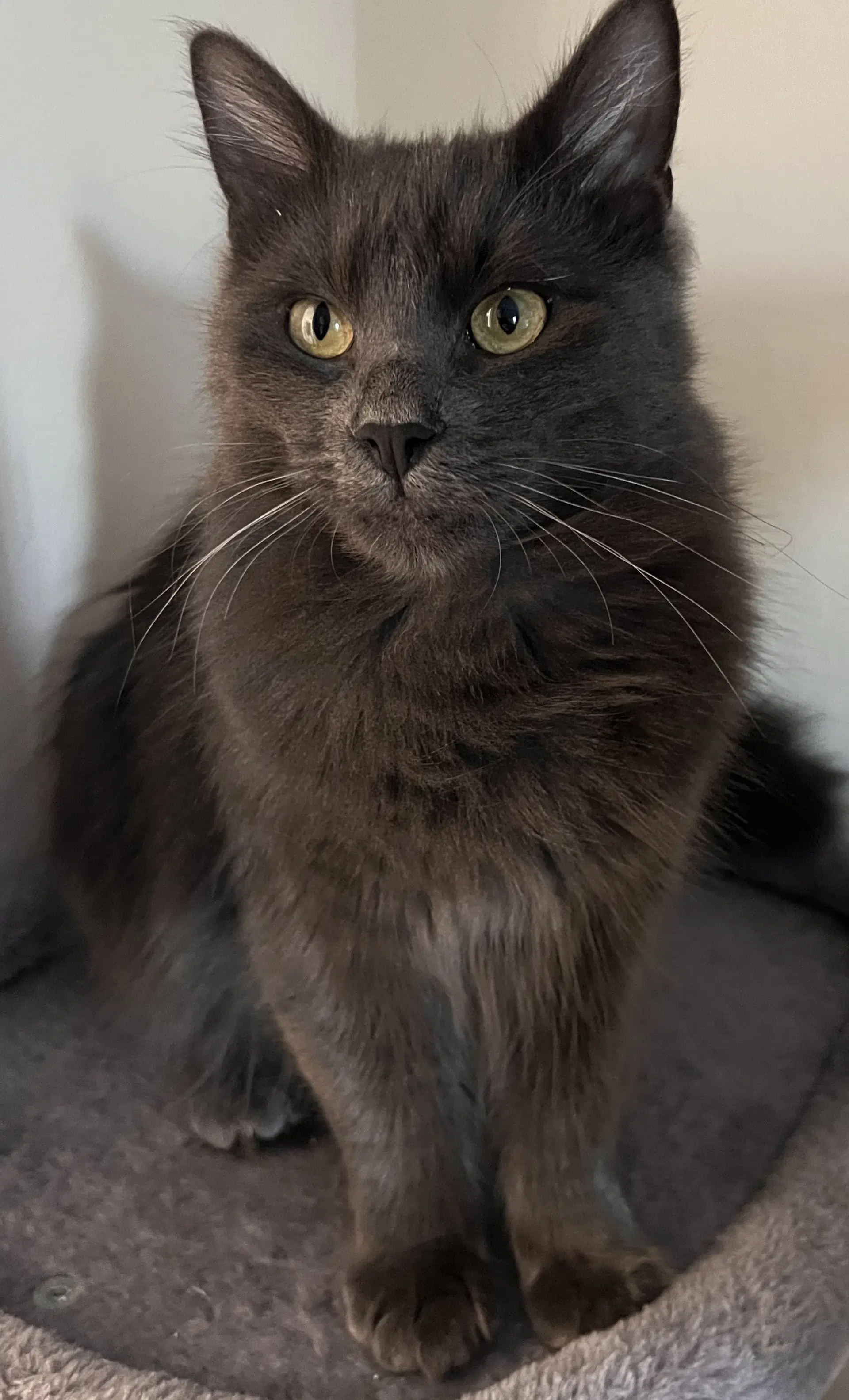 Ash - Domestic Short Hair