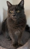 adoptable Cat in San Jose, CA named Ash